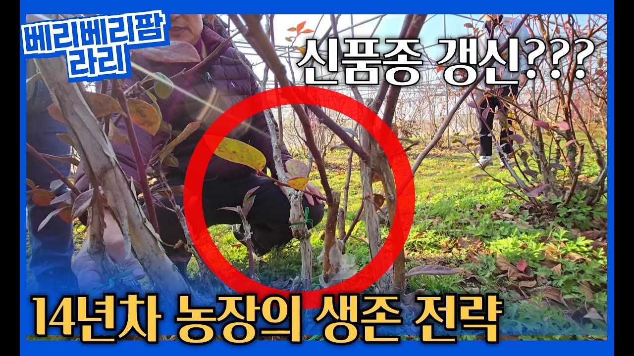 위기 탈출 5톤→1톤, 14년 차 블루베리 농장의 '고접' 생존기 | 늙은 나무를 젊게 만드는 품종 갱신 & 관리법 (feat. 나광철 블루베리 마이스터님)