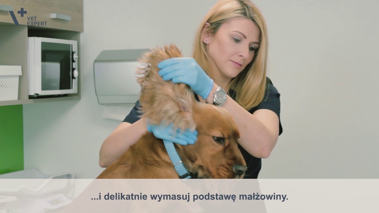 Jak wyczyścić psu uszy? Poznaj porady VetExpert