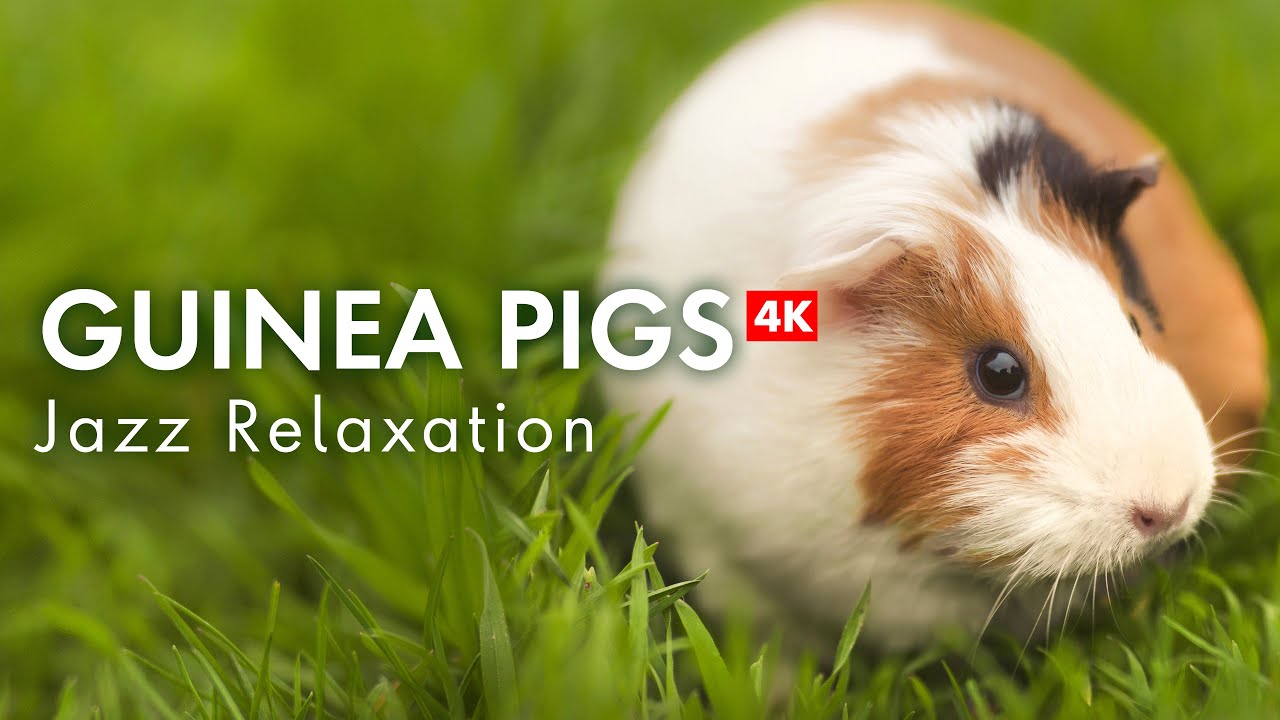 Mellow Moments: 4K Guinea Pigs with Smooth Jazz