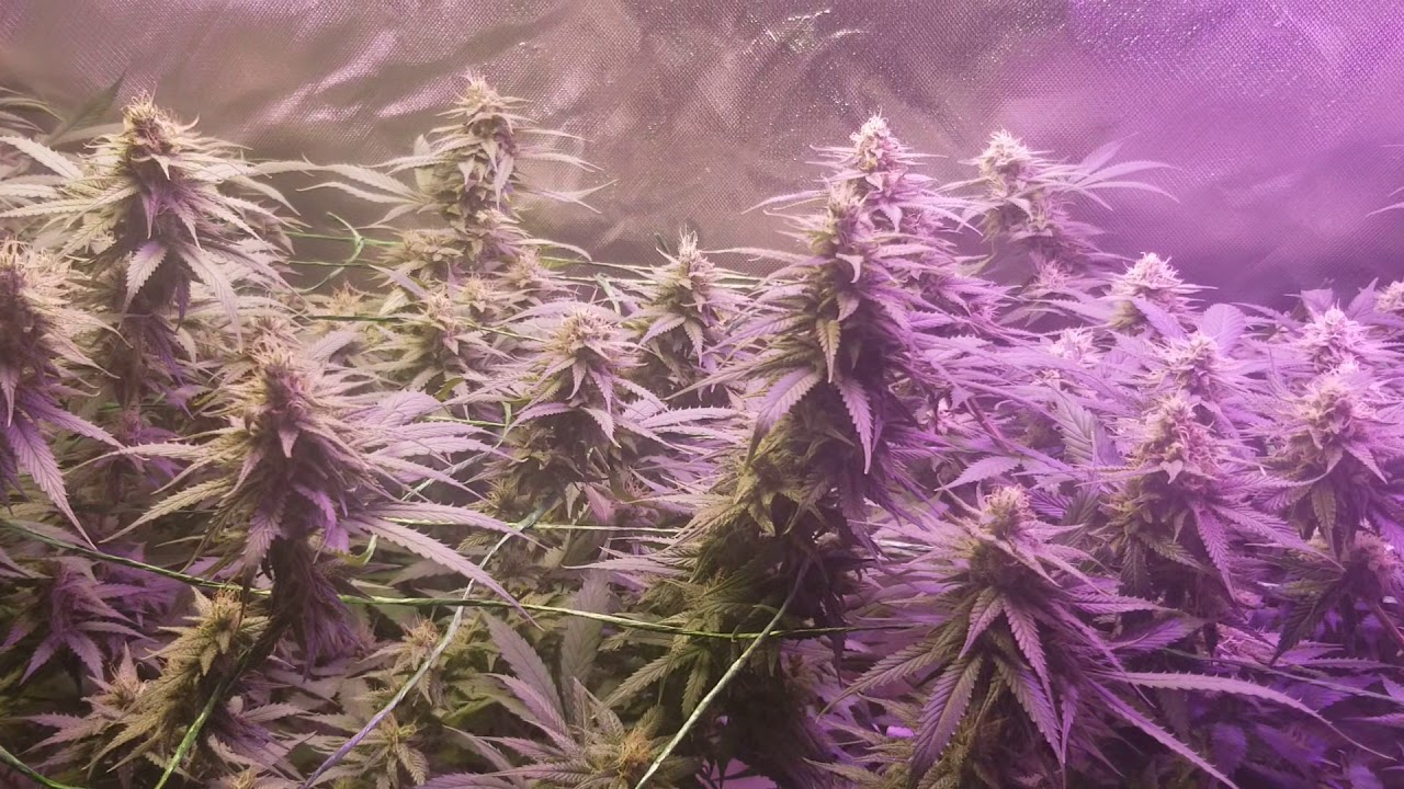 TCS/QCS seeds trainwreck and amnesia haze week 4 of flower Fat monster buds