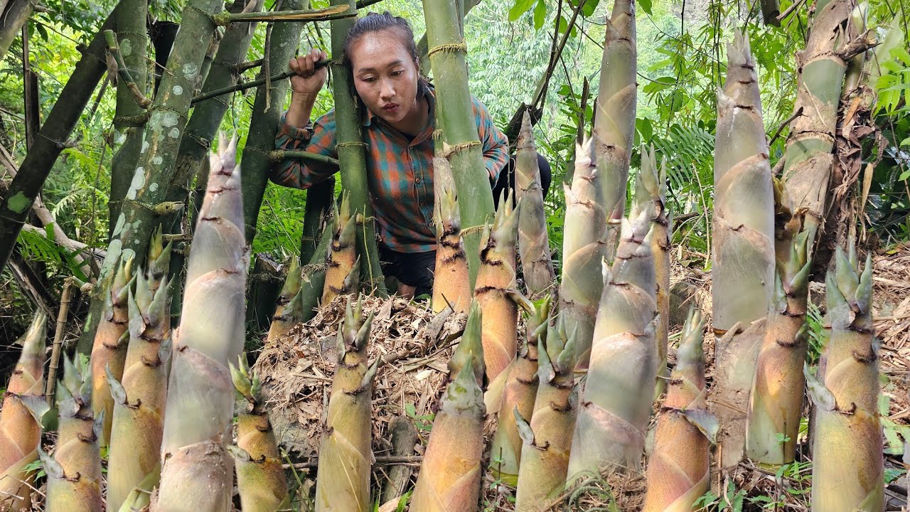 Harvest giant bamboo shoots and mountain specialties goes to the market to sell | Ly Thi Tam