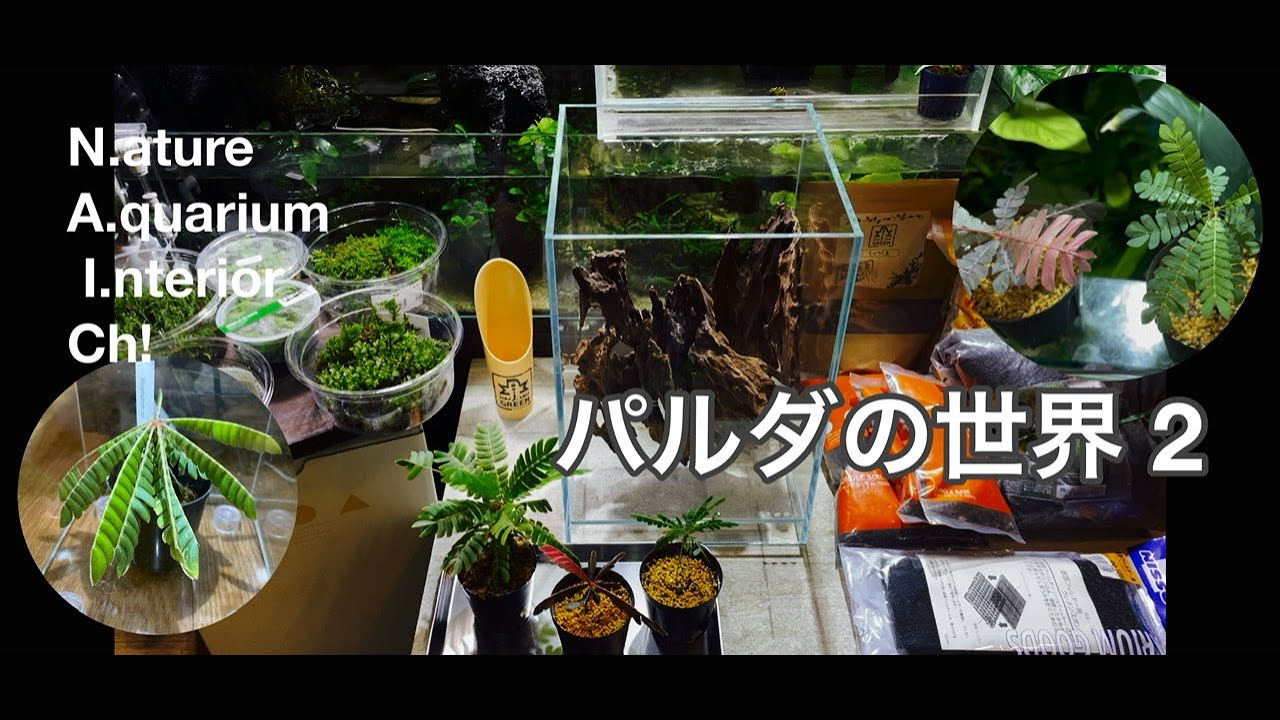 「パルダの世界 2 」