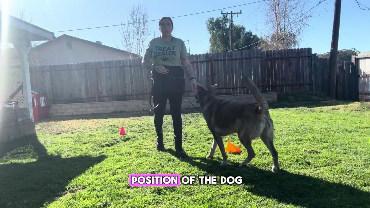 An Intro to Loose Leash Walking Mechanics