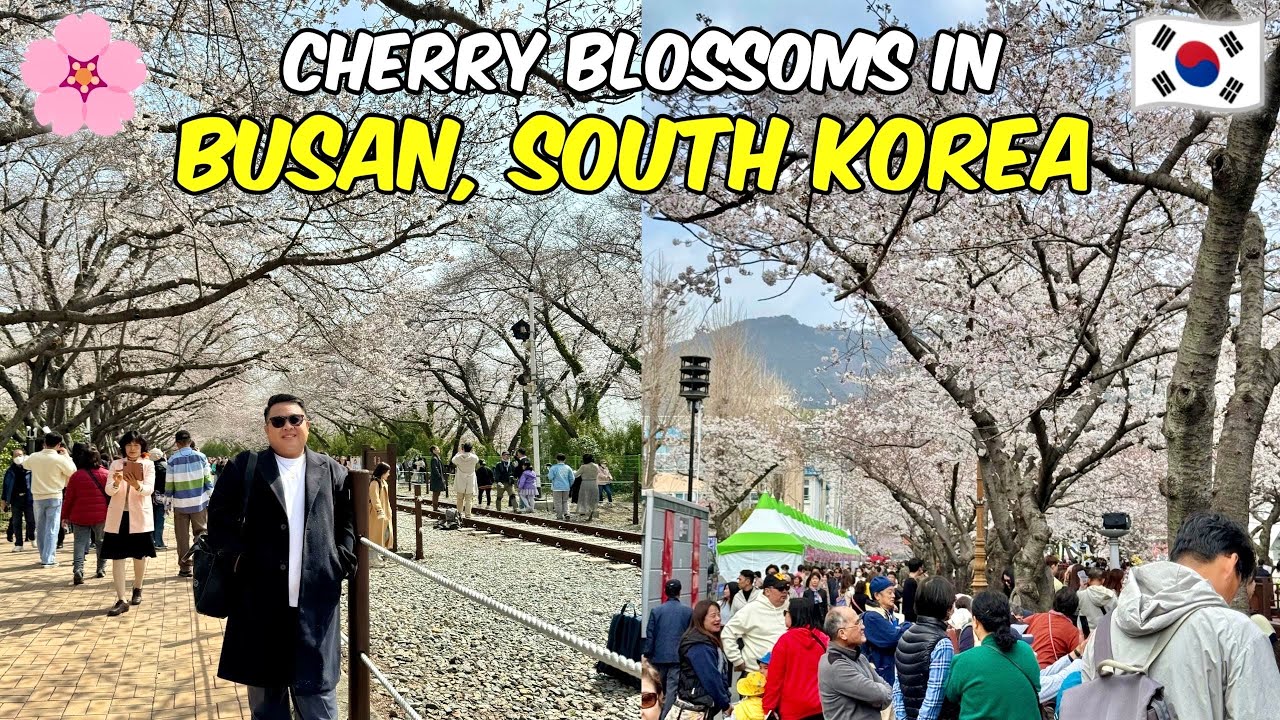 KOREA 2024: Cherry Blossoms Day Tour in Jinhae, South Korea! 🇰🇷🌸 | Jm Banquicio