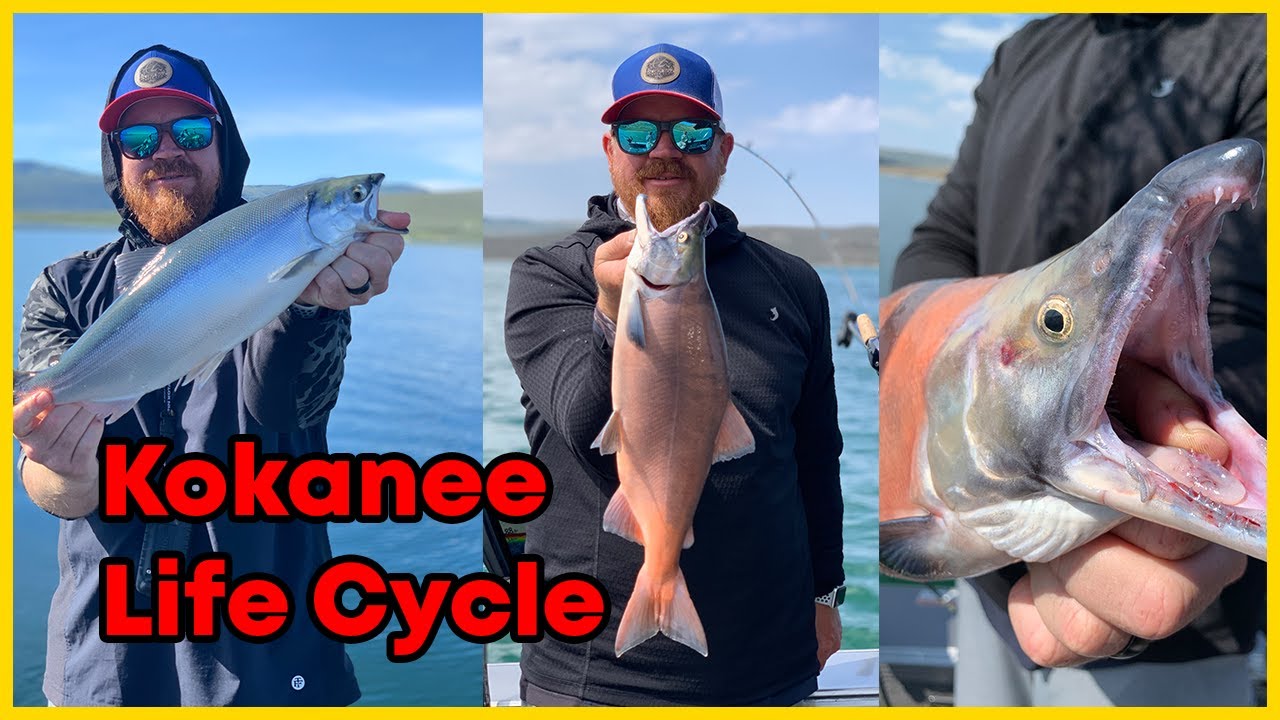 Kokanee Life-cycle and where to see them during the Spawn