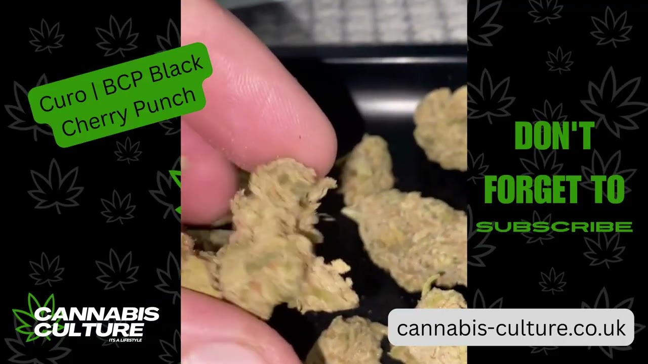 UK Medical | Curo BCP Black Cherry Punch