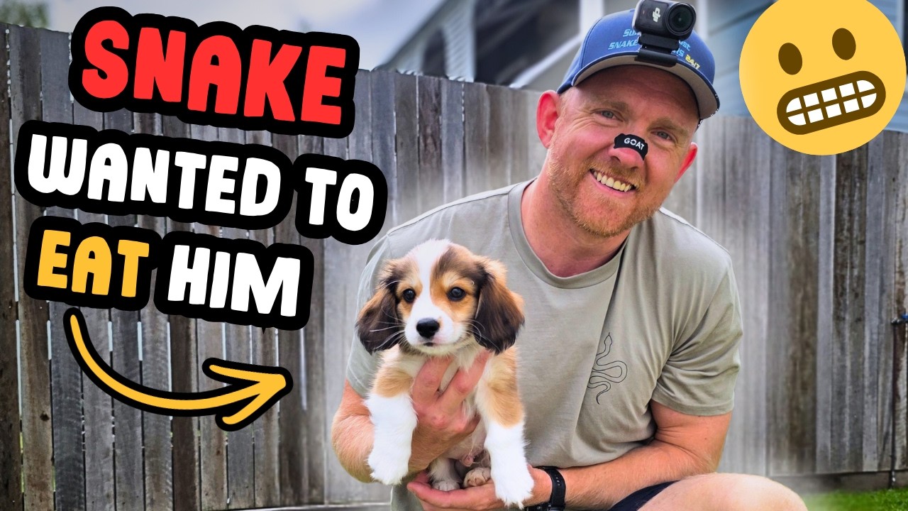 Cute Puppy Almost Became PYTHON FOOD!