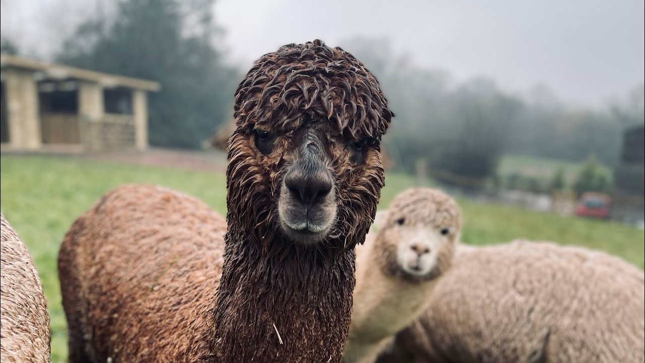 Alpaca Pool Day Gone Slightly Wrong (2)