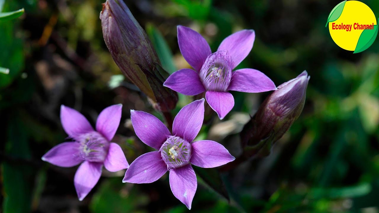 17 Plantas en peligro de Extinción en Ecuador
