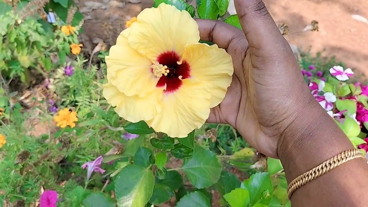 പൂക്കാലം വരവായി.. Garden tour 