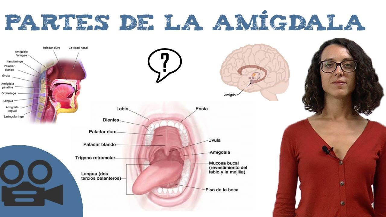 Partes de la amígdala
