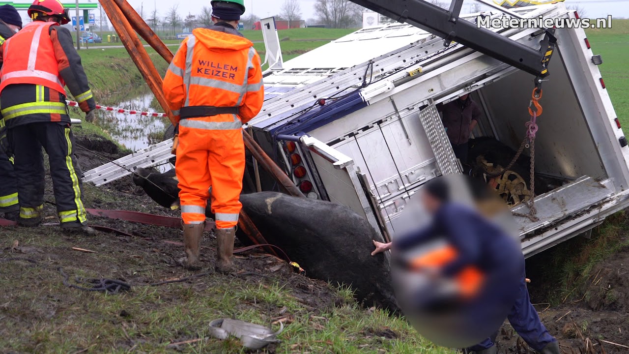 Aanhanger met acht drachtige koeien de sloot in A7 bij Scheemda