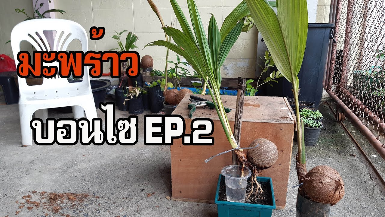 มะพร้าวบอนไซ EP 2 ปลูกลงกระถาง ยกก้น แต่งราก แต่งใบ share แชร์