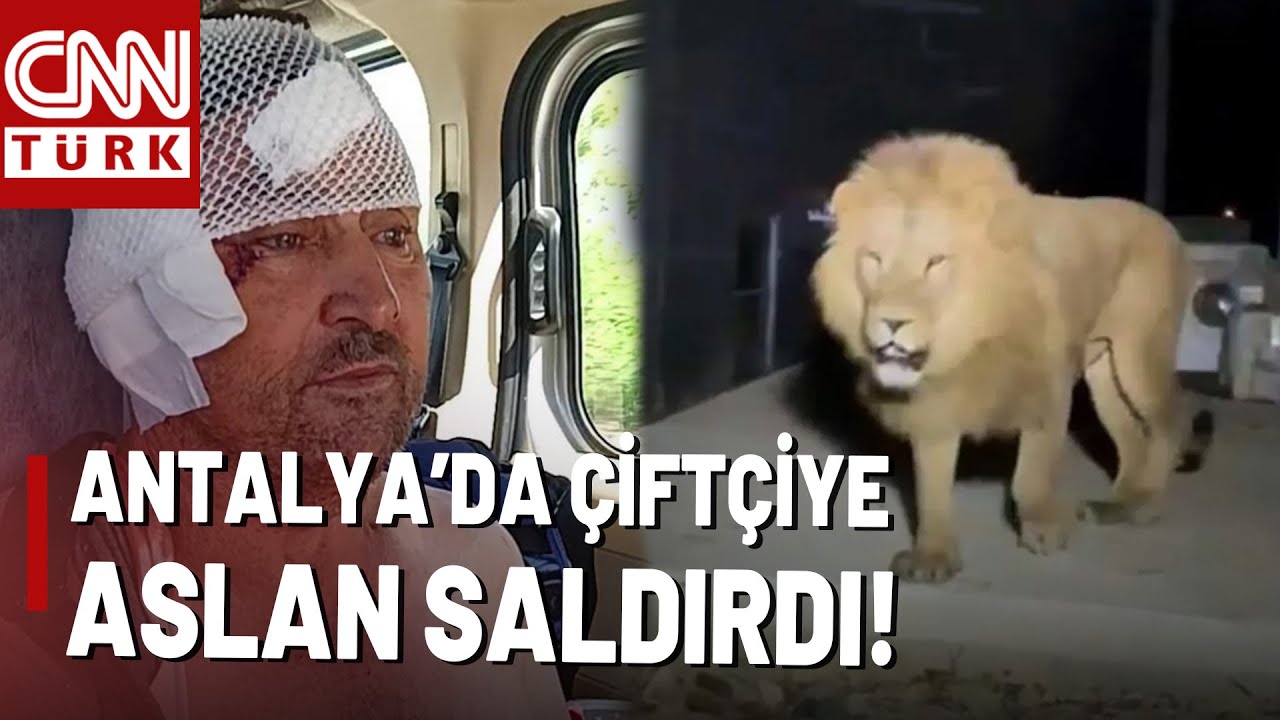 Antalya'da Çiftçiye Aslan Saldırdı! 