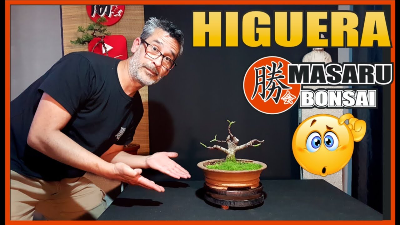 🌳BONSAI DE HIGUERA | FICUS CARICA - UN ÁRBOL COMPLICADO?😕