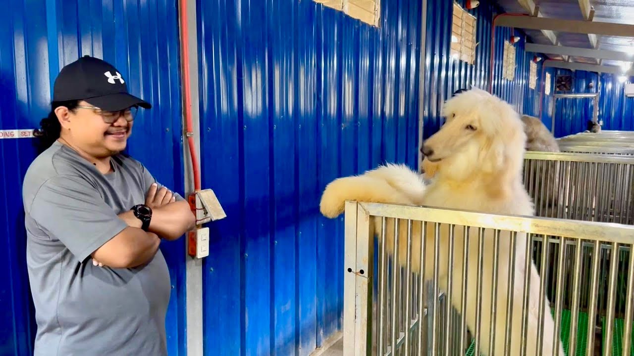 LARGE DOG BREEDS IN THE WORLD: 31 BREEDS, 170 DOGS in one KENNEL Farm!