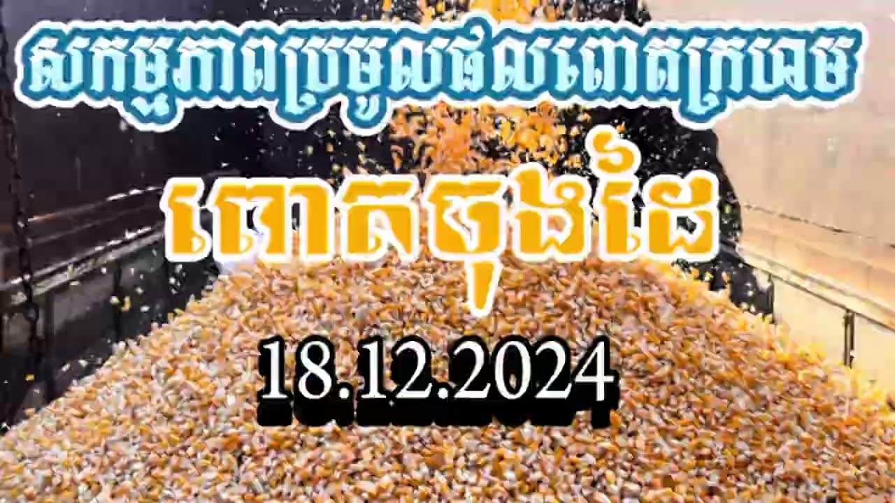 #ពោតក្រហមចុងដៃ ឆ្នាំនេះល្អៗស្រាប់តែទិន្នផលវិញមិនដូចការគិត #ការប្រមូលផលពោតក្រហម 18.12.2024