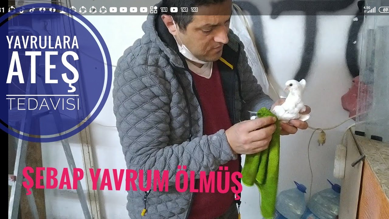 ATEŞLENEN GÜVERCİN TEDAVİSİ