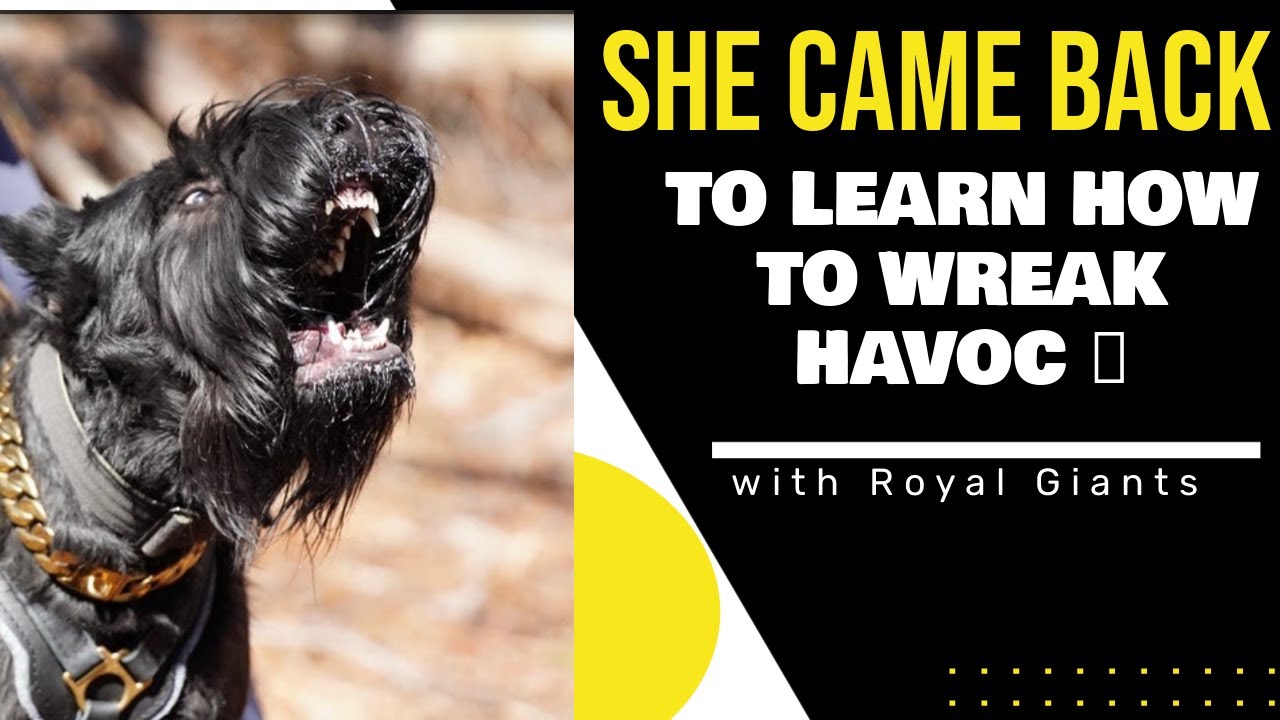Complete Guide to Giant Schnauzer Protection Training: Pup to Protector | RoyalGiantSchnauzers.com