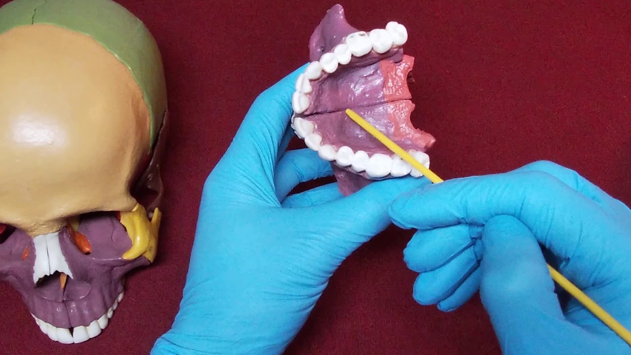 BI 151: Skull Anatomy 6 - Maxillae (& Lacrimal & Palatine Bones)