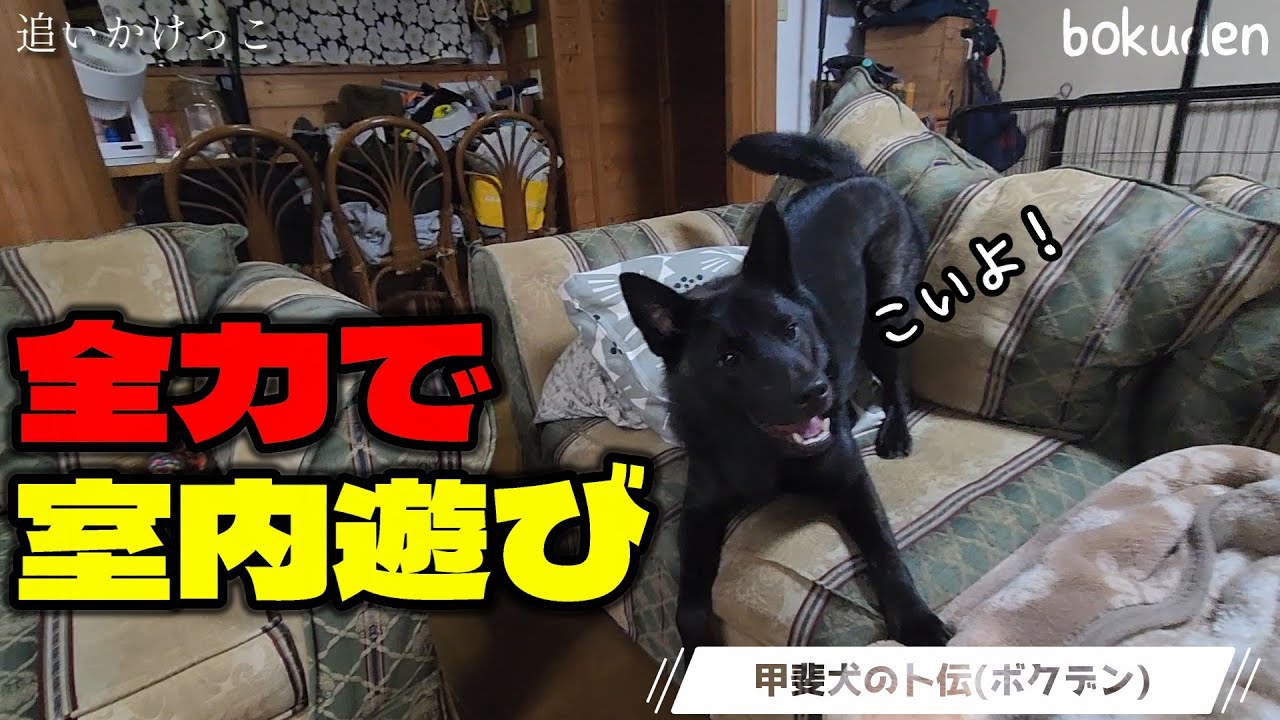 【甲斐犬】猟犬と本気で遊ぶとどうなるの？