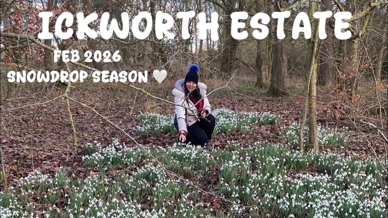 Ickworth Estate, February 2026, Snowdrop Season