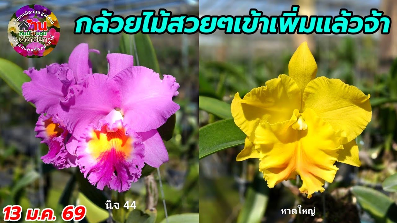 EP.795 กล้วยไม้สวยๆเข้าเพิ่ม กล้วยไม้หายาก กล้วยไม้แคทลียา #กล้วยไม้ #orchid 