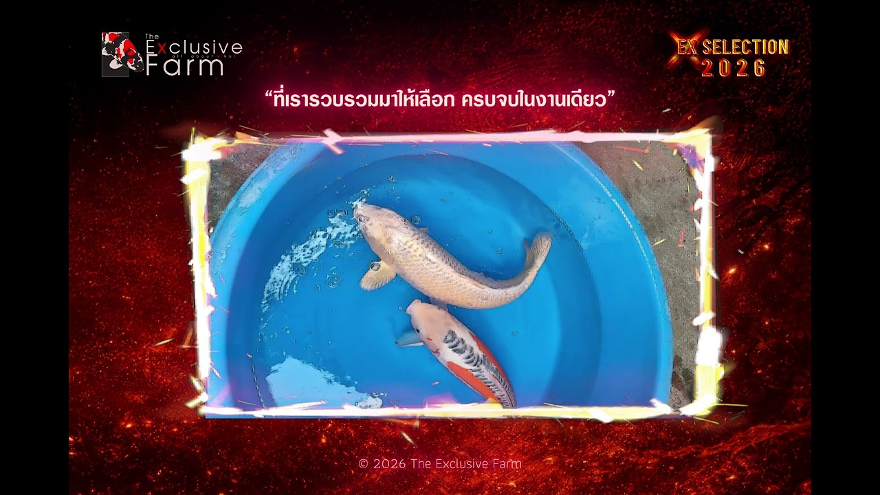 🎆 EX SELECTION 2026 - เราคัด • คุณเลือก