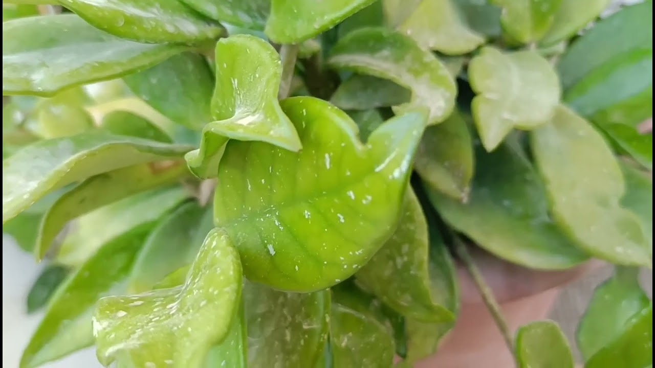 صباح جميل معطر بذكر الله 😘💞