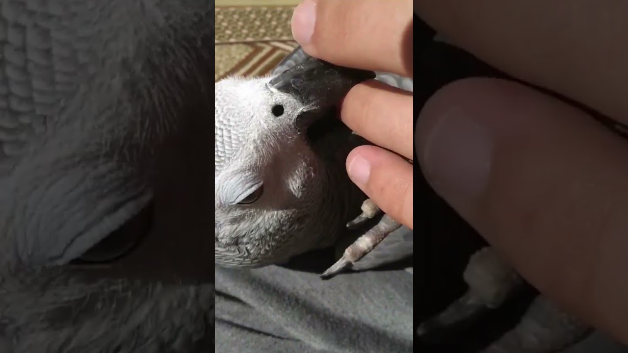 Playing With A Parrot.🥰🦜😍😇😘🤩#greyparrot #parrot #talkingparrot #shorts