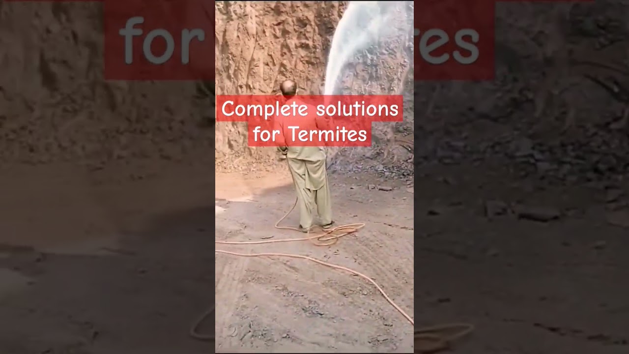 What is the Complete Solution for Termites? 