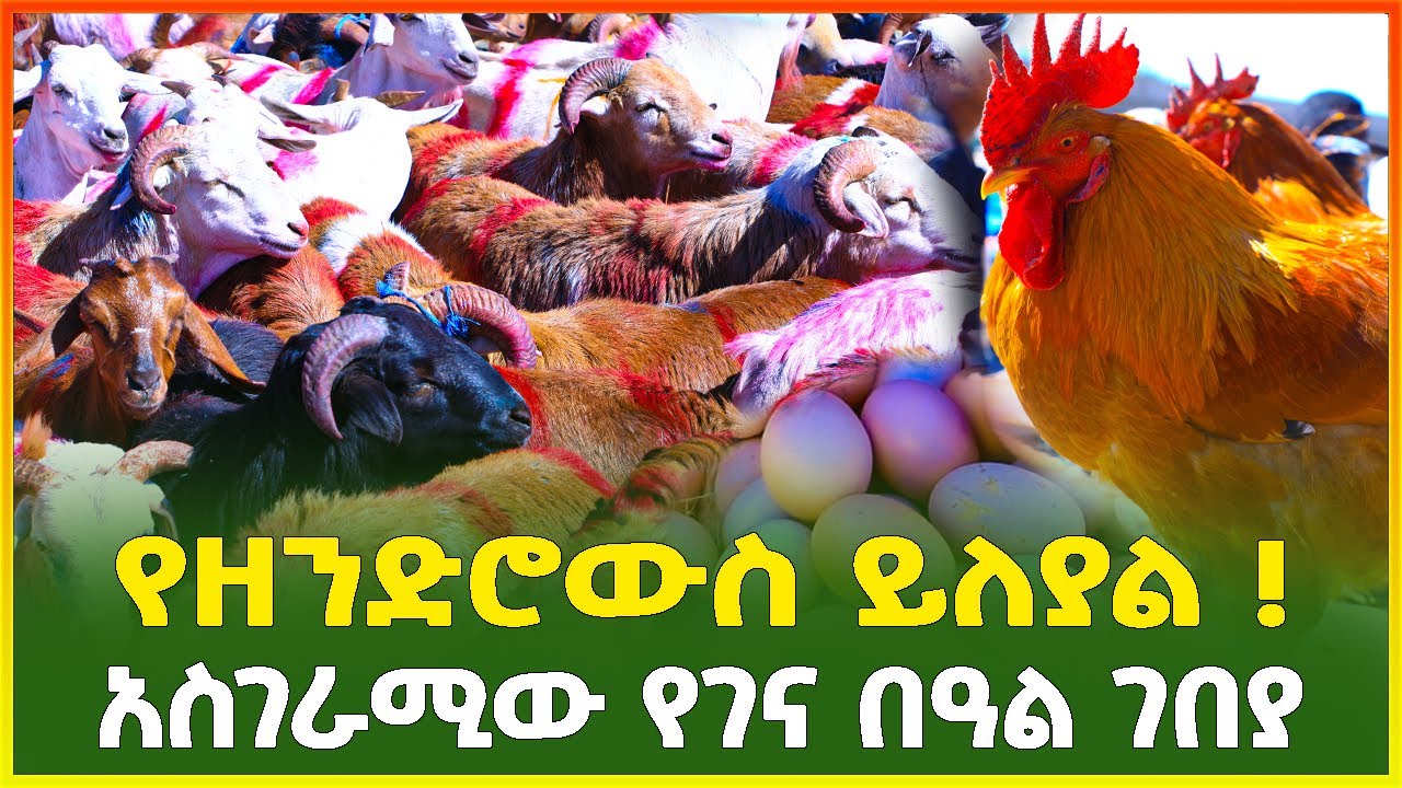 የገና በዓል ገበያ፣የበግ፣የፍየል የዶሮ እና እንቁላል ዋጋ |Christmas holiday market in Ethiopia 2015 |Ethiopia|Gebeya