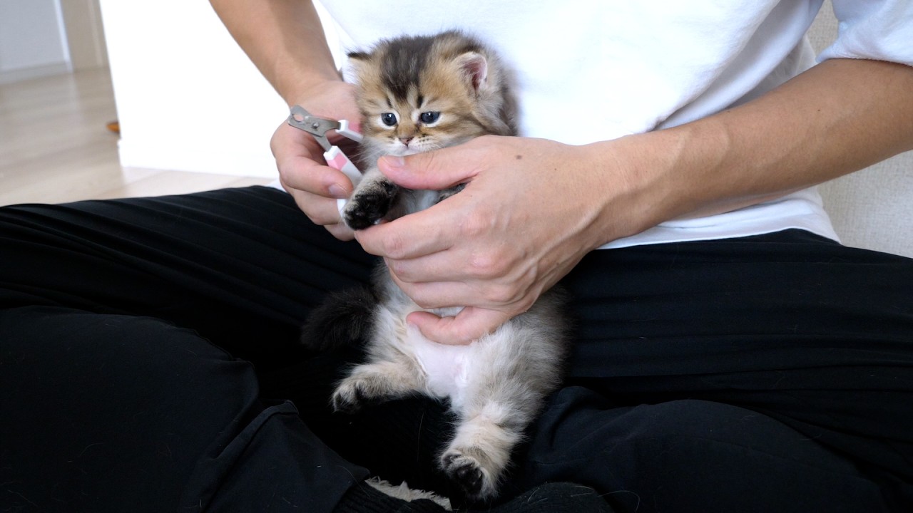 Lili's kittens' first nail clippings. The whole epic battle.
