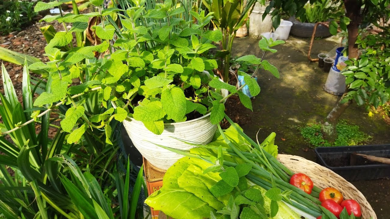 Berkebun sangat menyenangkan, walaupun selalu ada hama yang datang menghampiri