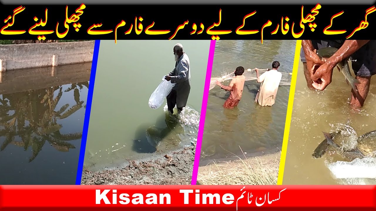 Fish Farm فش فارمنگ Fish farming in pakistan fish farming business Fish farming at home Kisan time