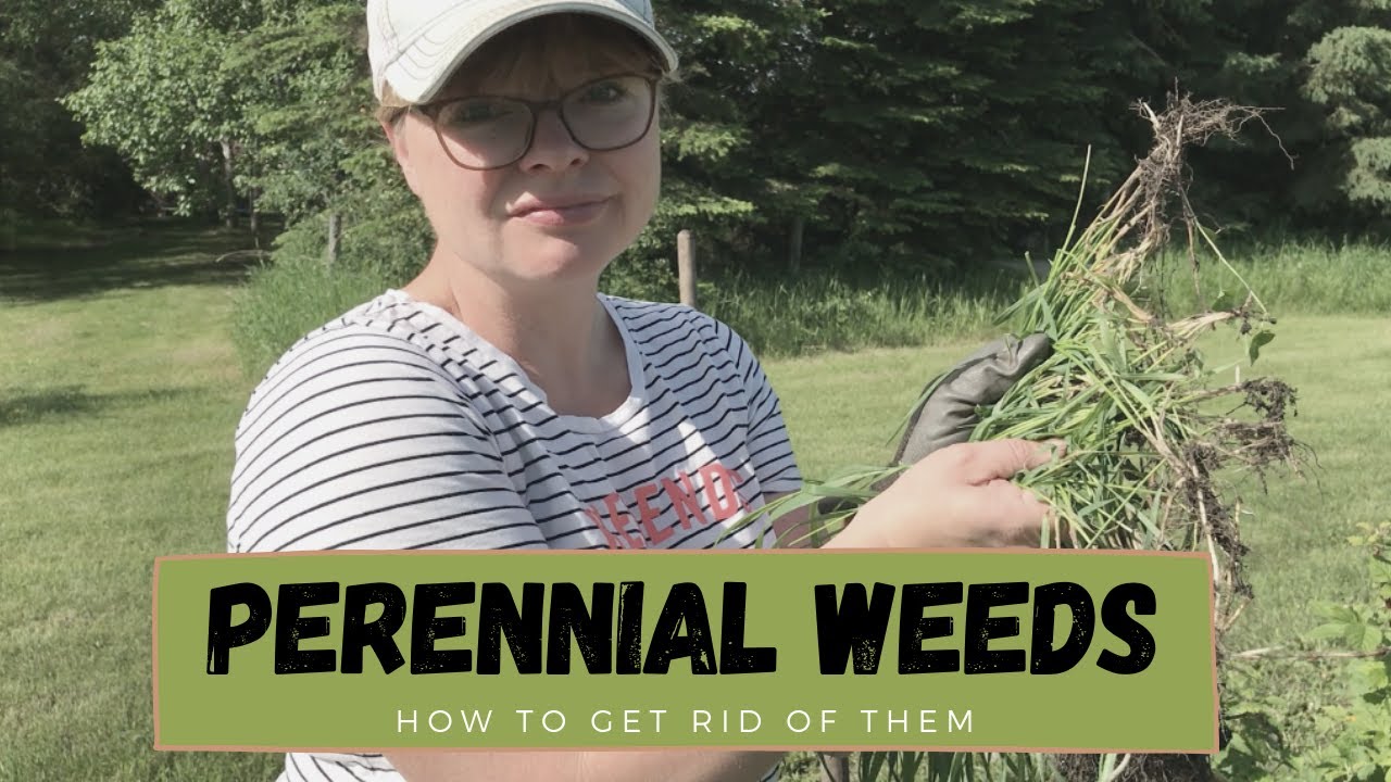 How to Remove Perennial Weeds like Quack Grass and Creeping Bellflower - Zone 3 Alberta Gardening