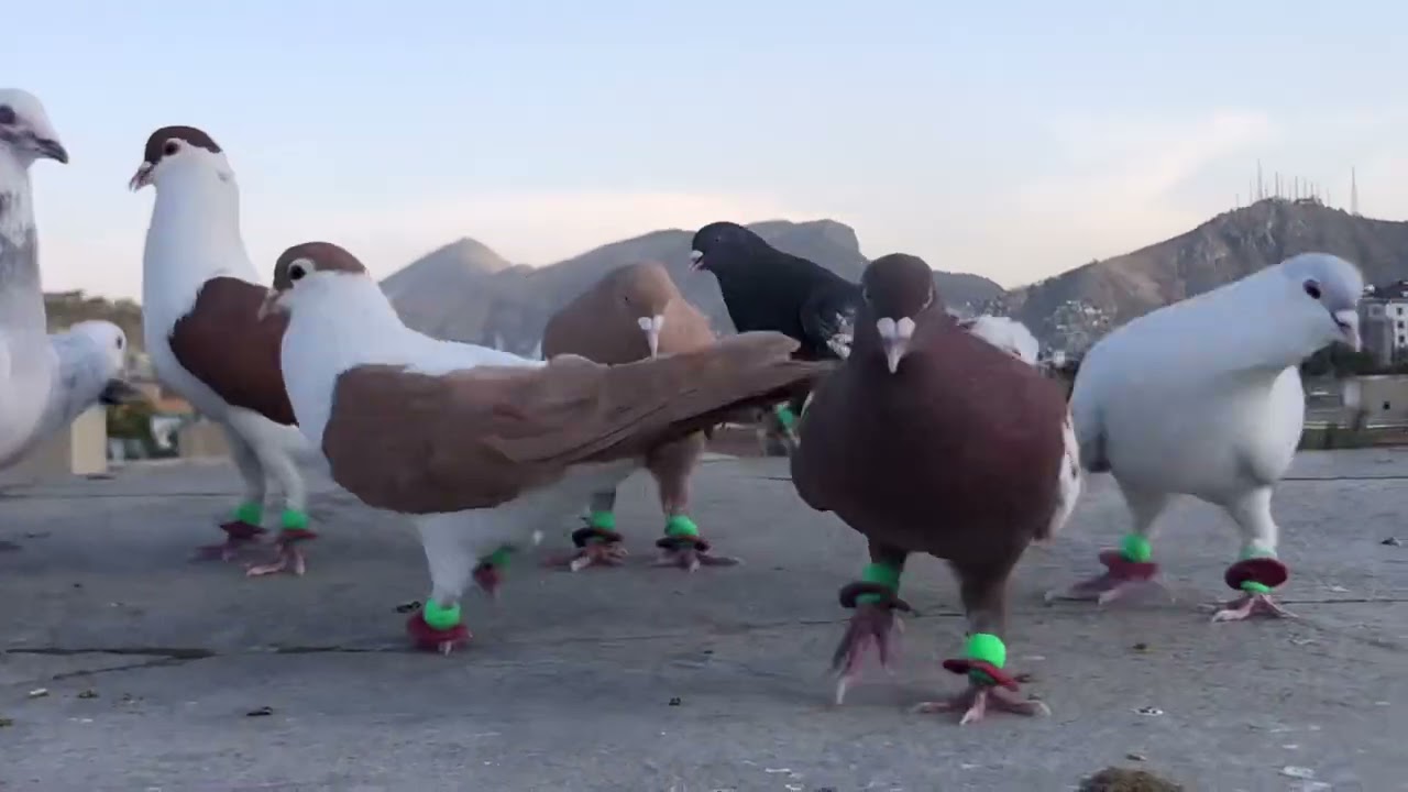 ويديوي جديد از چينل (كفتر هاي كابل آفتاب)