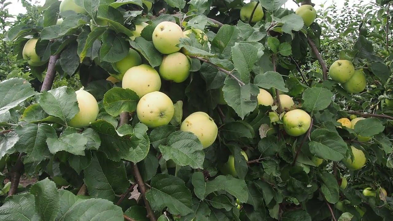 Jabłka Antonówki