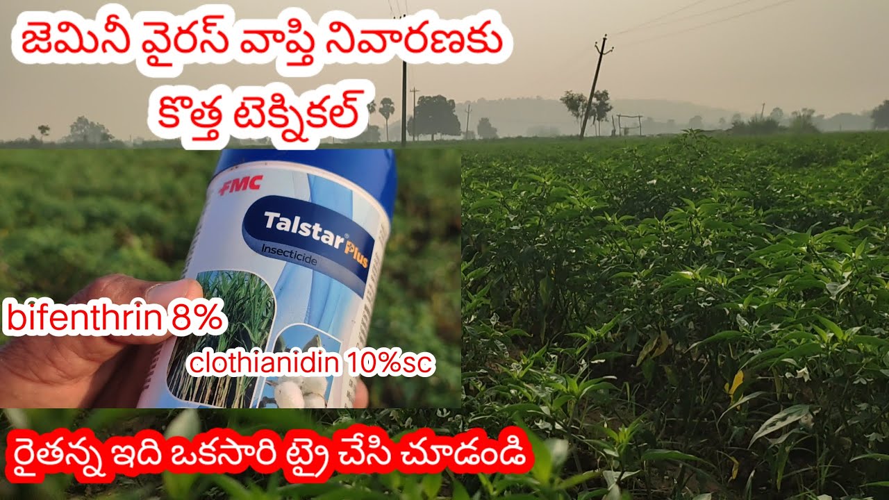 FMC#Talstarplus మిరప పంటలోజెమినీ వైరస్ వ్యాప్తి అరికట్టడంలో ఈ మందు ఎలా పనిచేస్తుంది&ఉపయోగాలు...