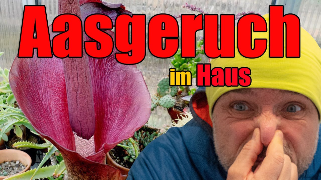 Aasgeruch im Haus - Die Teufelszunge/Tränenbaum
