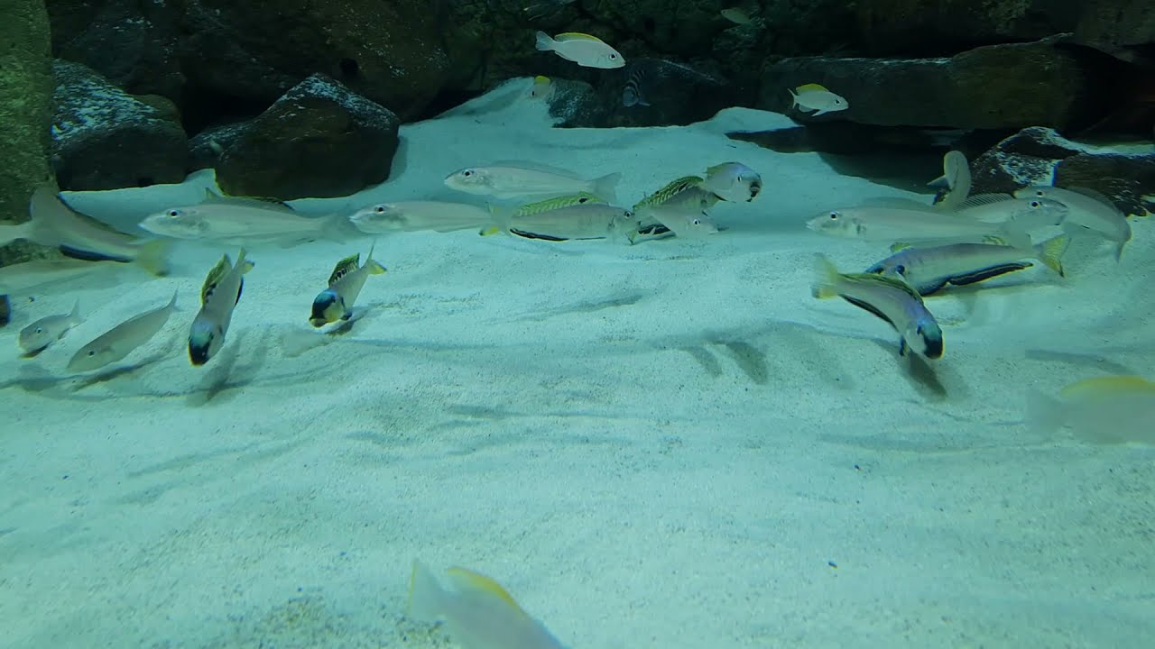 20 - SAND DWELLERS - 8000LTR LAKE TANGANYIKA - AFRICAN CICHLIDS - FISH TANK - 8CBM AQUARIUM