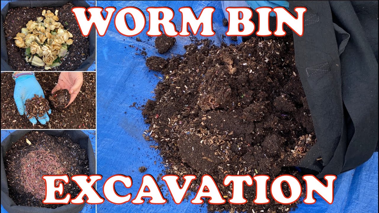 Outdoor Worm Bin Gets Dumped Out To Check Conditions + 3000 Worm Time Lapse Vermicompost Worm Farm