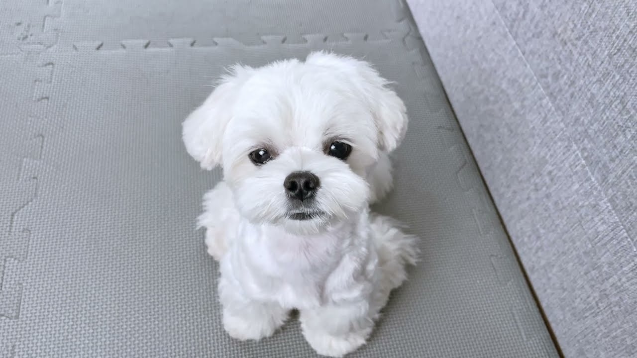 HOW TO EFFECTIVELY PREVENT TEAR STAINS ON DOGS | ULTIMATE GUIDE