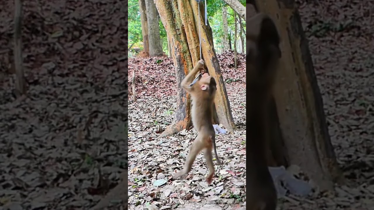 New toy of handsome Leo in Wildlife  !  003