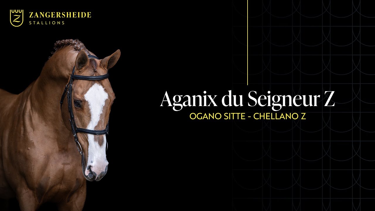 Aganix du Seigneur Z - Présentation des etalons 2025 FR