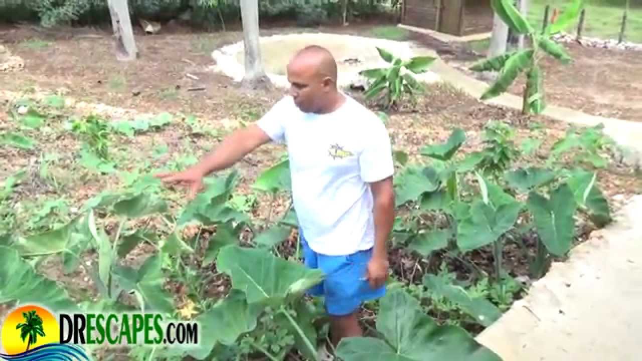 Sustainable Lifestyle In Cabrera Dominican Republic - PartOne