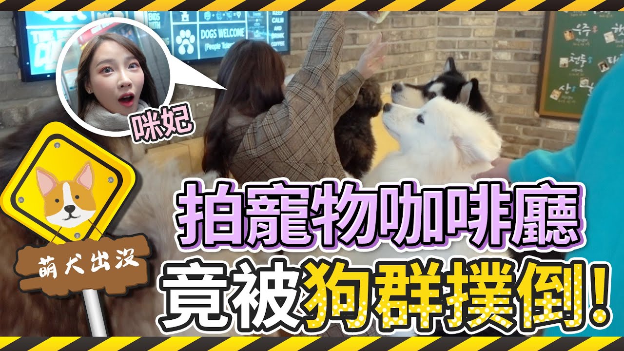 【咪妃】超瘋狂狗狗咖啡廳!!拍攝時竟被十幾隻狗群撲倒!(홍대애견카페구름뜬하늘)