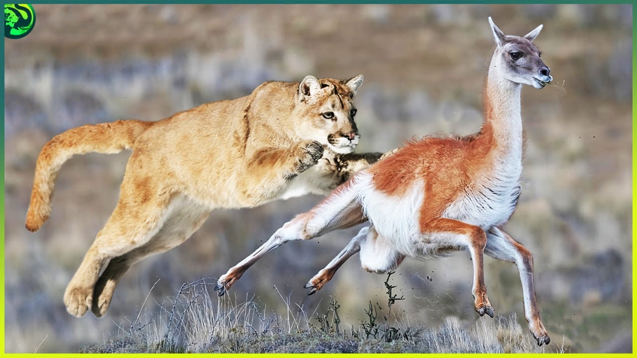 18 раз, когда рысь, оцелот и пума показали свою силу