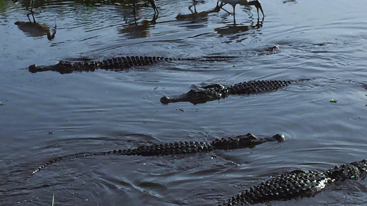 GATOR ACTION at Circle B!
