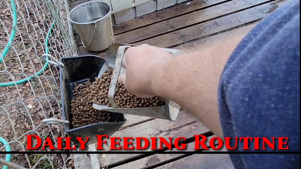 My daily dog feeding routine!